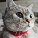 kot_atoc
