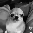 sendrayy
