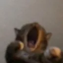 noyagrimalkin