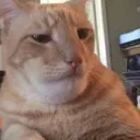 t_pleb