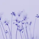 bluesbratx