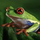 frogman2