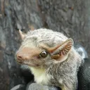 skypug avatar