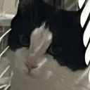 sneeakii