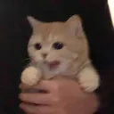 cicakdahaga