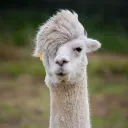 alphaalpaca.