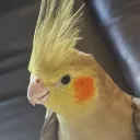 heymanfla