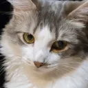nyankittone