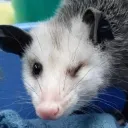 _michdev