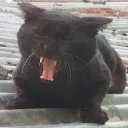 nekobot05