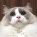 neko_matcha
