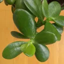 jnewan