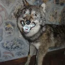 wolf13