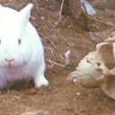 avatar Tim The Enchanter