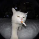 catboymeowmeow