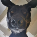 vendett952#1560's avatar