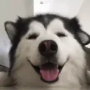 Husky