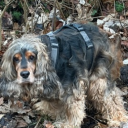 avatar rizz boss mit prada vertrag