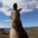 r.wallaby
