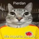 stevenn0219