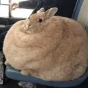 elniapo