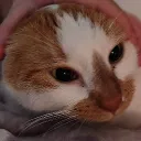 theevilmeow