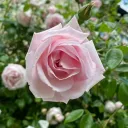 rosa.noctis