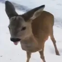 scupfl