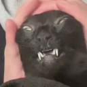 catpurrrchino