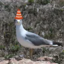 jibrii