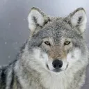 wolfman987 avatar
