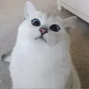 angelisawizard