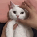 xrgvn