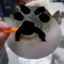 farky4974