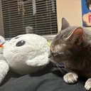 killusi0n