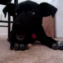 himdownstairz