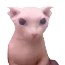 ooloh
