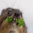 rat.sniffer