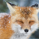vulpooo