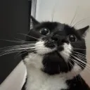 buymom