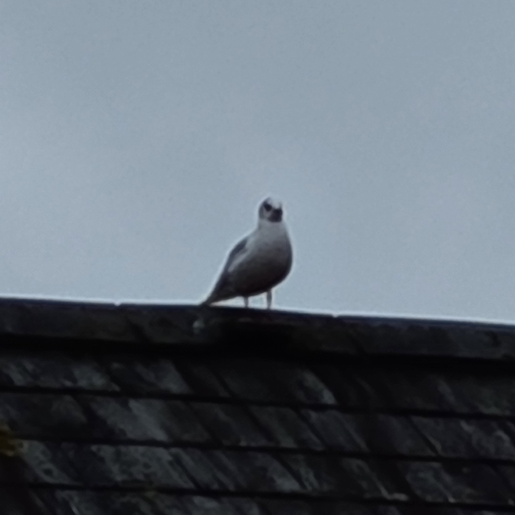 seagull2579's Avatar