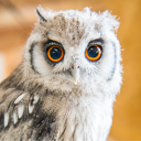 ekodanoko5607902's Avatar