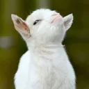 goatly