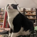 mstrdav