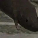 cumvoid