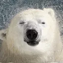 polarbearking