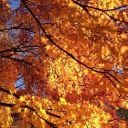 siba16fb472's Avatar