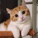 kutuy