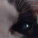 avatar саслик чмед