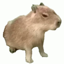avatar sufjan